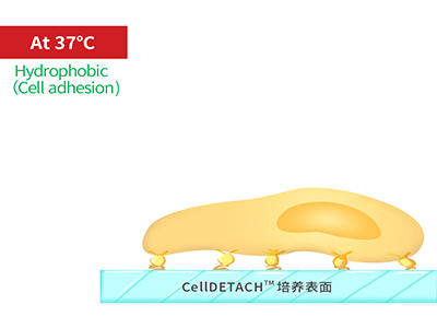 37℃時，溫敏聚合物涂層為高分子卷縮狀態(tài)，表現(xiàn)為輕度疏水性，更有利于細(xì)胞的貼附