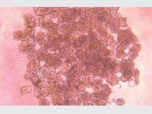 經(jīng)不同細(xì)胞培養(yǎng)測(cè)試驗(yàn)證，表面幾乎無(wú)細(xì)胞貼壁，可快速實(shí)現(xiàn)可重復(fù)、一致、可靠的細(xì)胞球培養(yǎng)