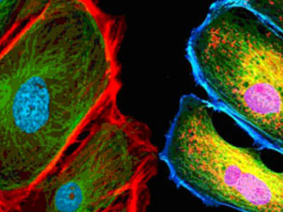 無自發(fā)熒光，成像效果佳，可用于熒光顯微實驗、激光共聚焦顯微實驗、熒光原位雜交（FISH）和相差顯微實驗等